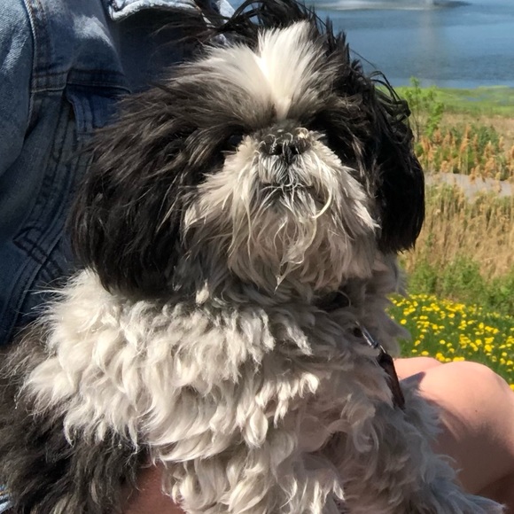 Meet your Posher, Auja - Picture 1 of 1